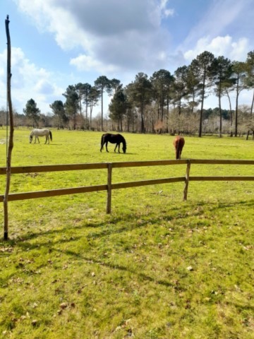 Les chevaux dans la prairie attenante chevaux prairie